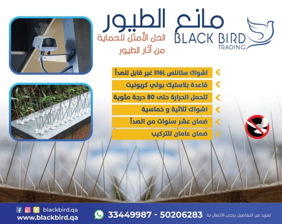 black-bird-big-0